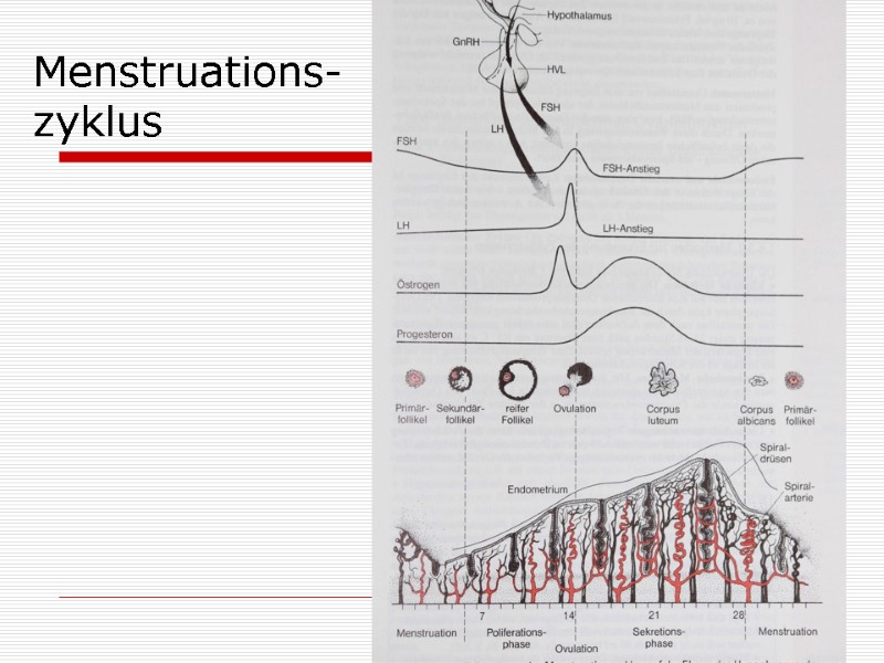 Menstruations- zyklus Menstruations- zyklus